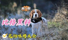 宠物黑料爆料视频下载安装,下载安装背后的真相与争议